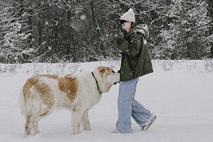 Фотосессия с алабаем